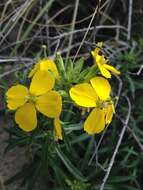 Image of Erysimum suffrutescens (Abrams) Rossbach