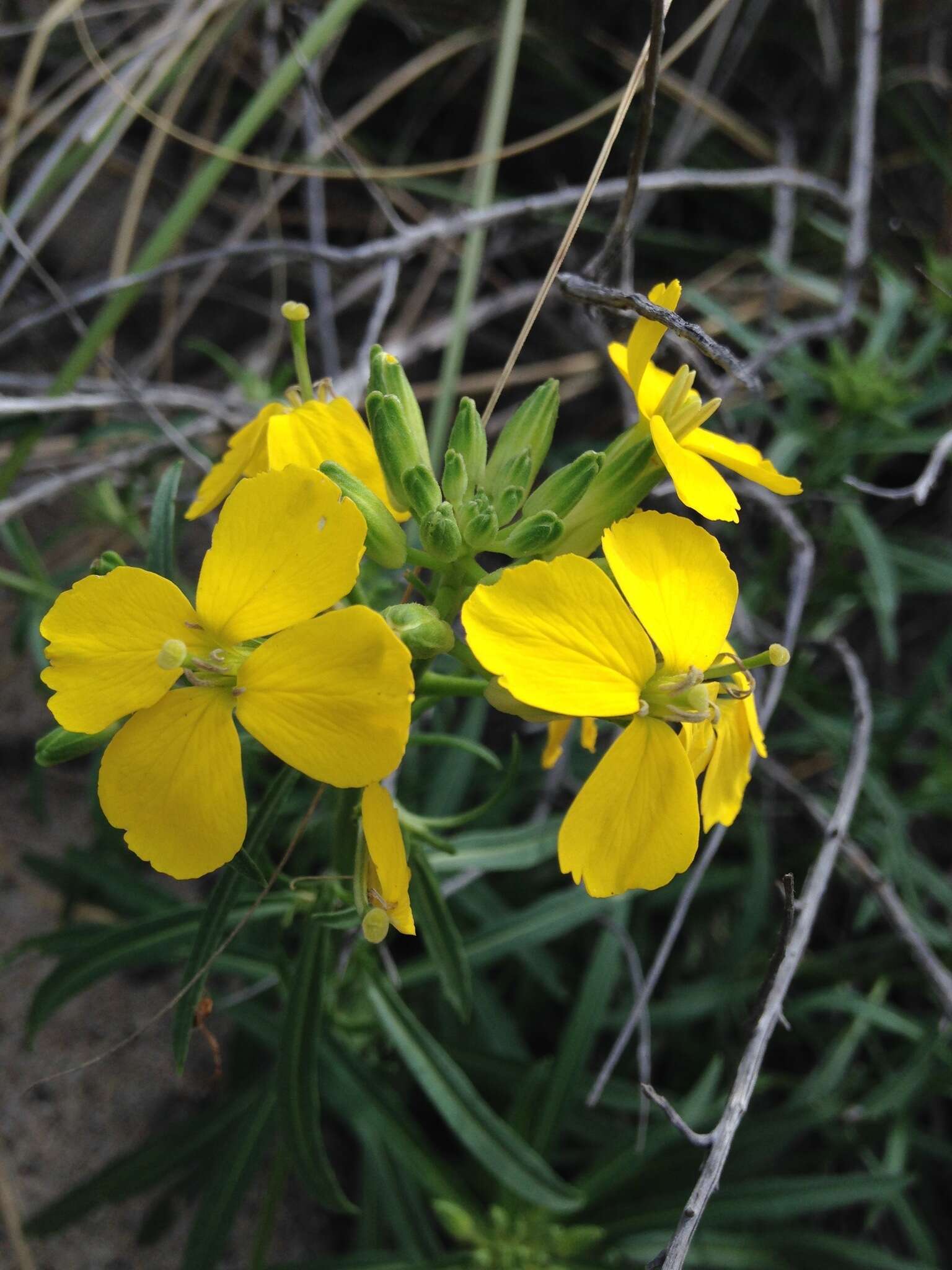 Image of Erysimum suffrutescens (Abrams) Rossbach