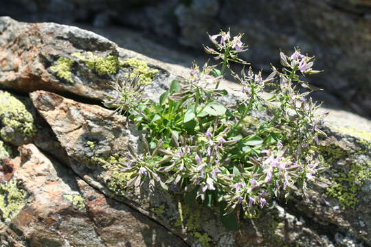 Image of Noccaea corymbosa (J. Gay) F. K. Mey.