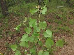 Слика од Crataegus pruinosa var. gattingeri (Ashe) Lance