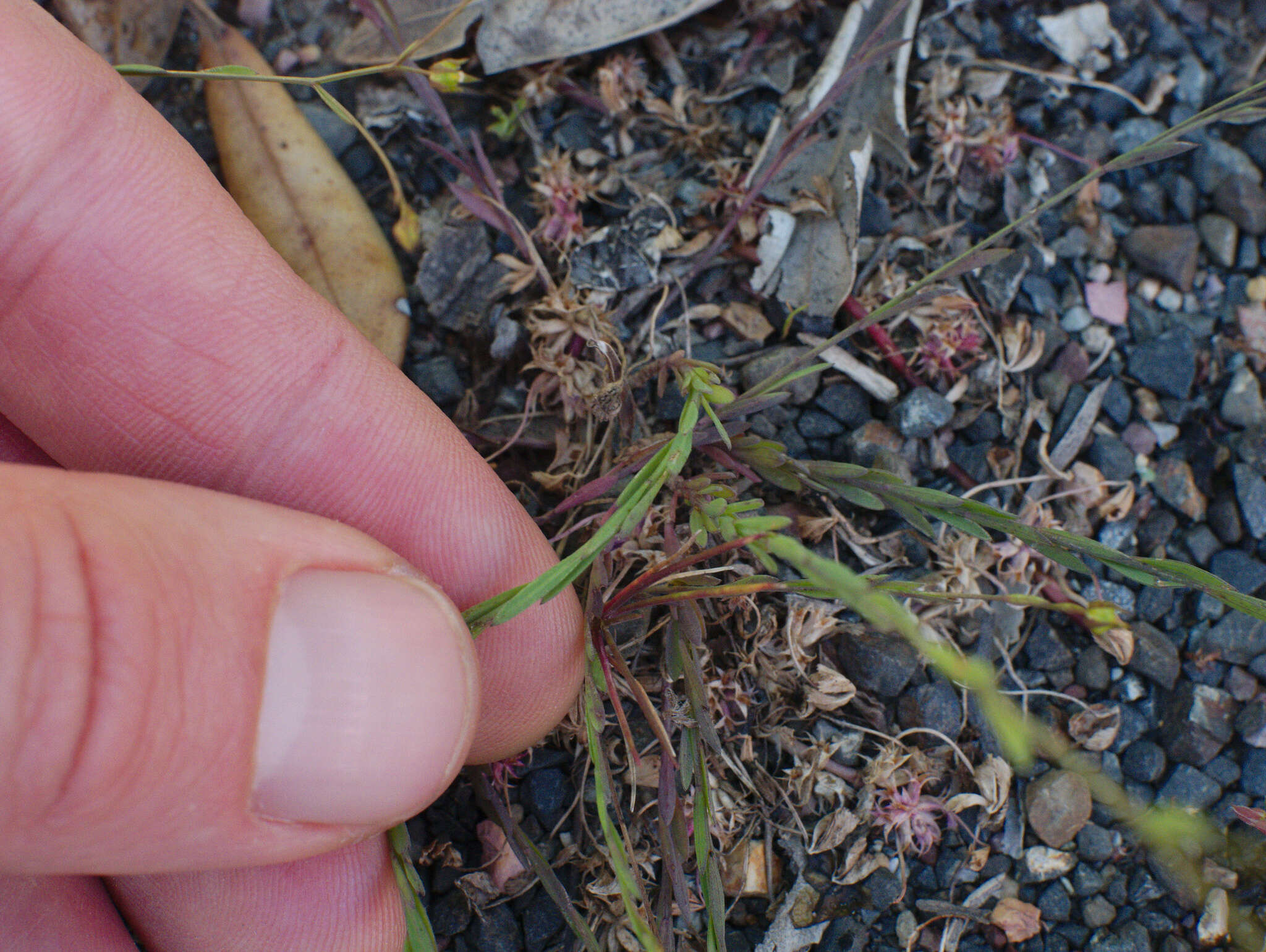 Image de Linum trigynum L.