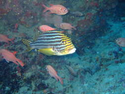 Image of Indian Ocean oriental sweetlips