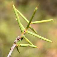 Acacia colletioides Benth. resmi