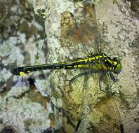 صورة Anisogomphus Selys 1858