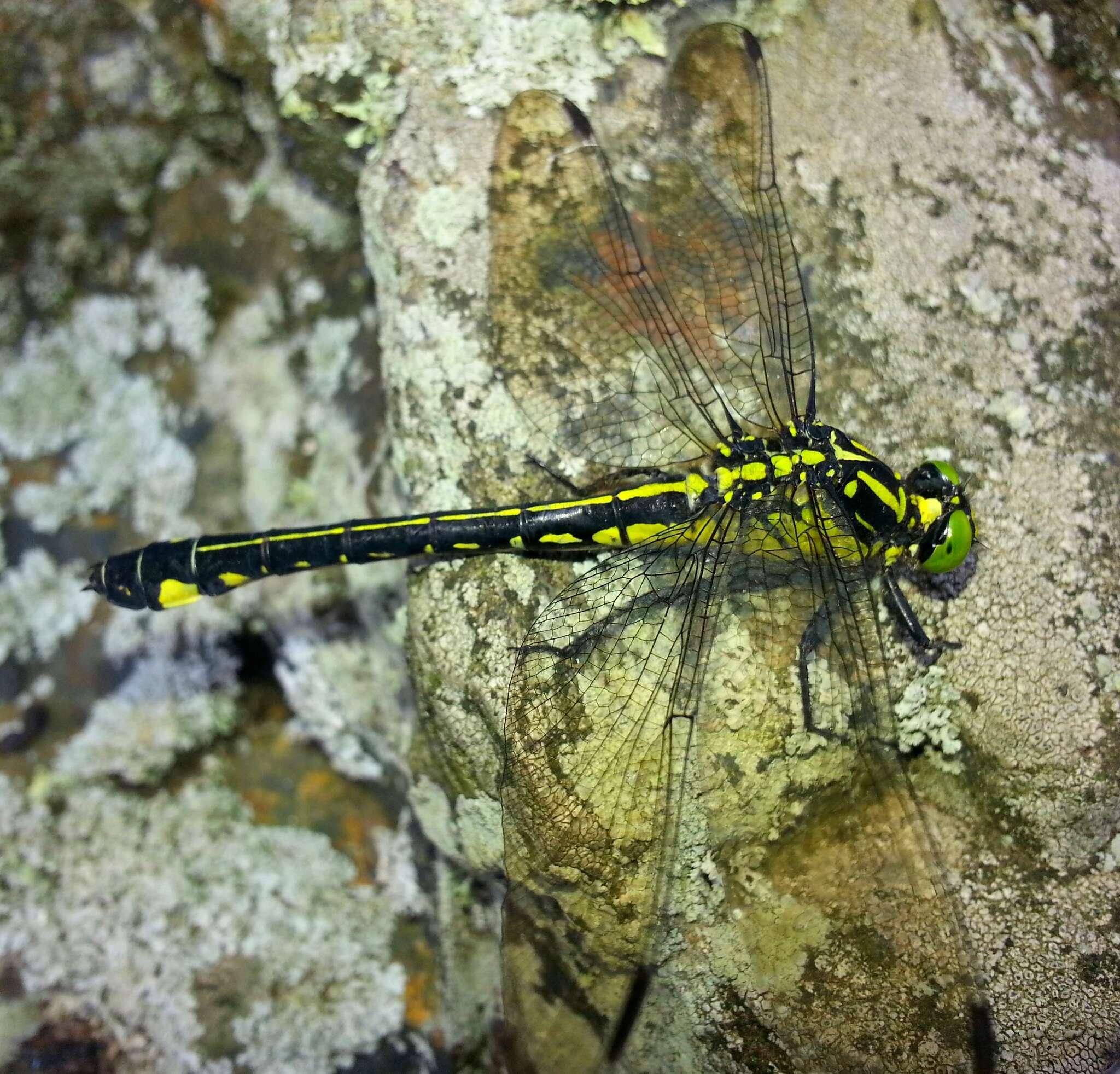 صورة Anisogomphus Selys 1858