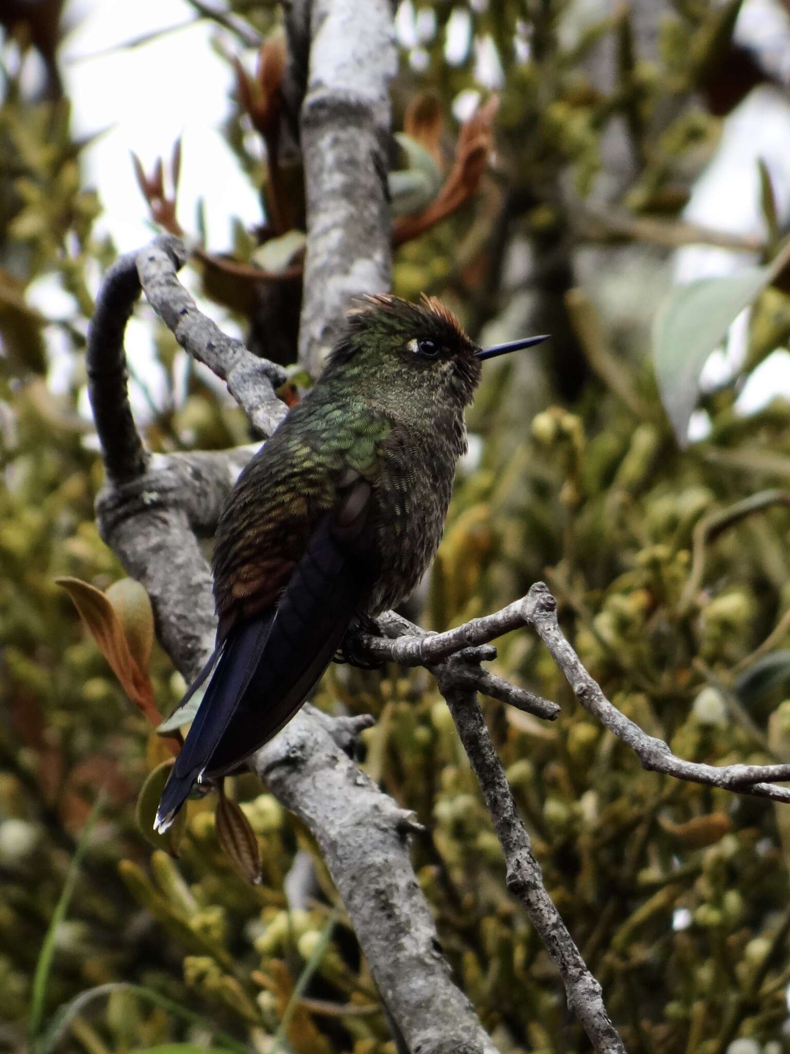 Image of Rainbow-bearded Thornbill