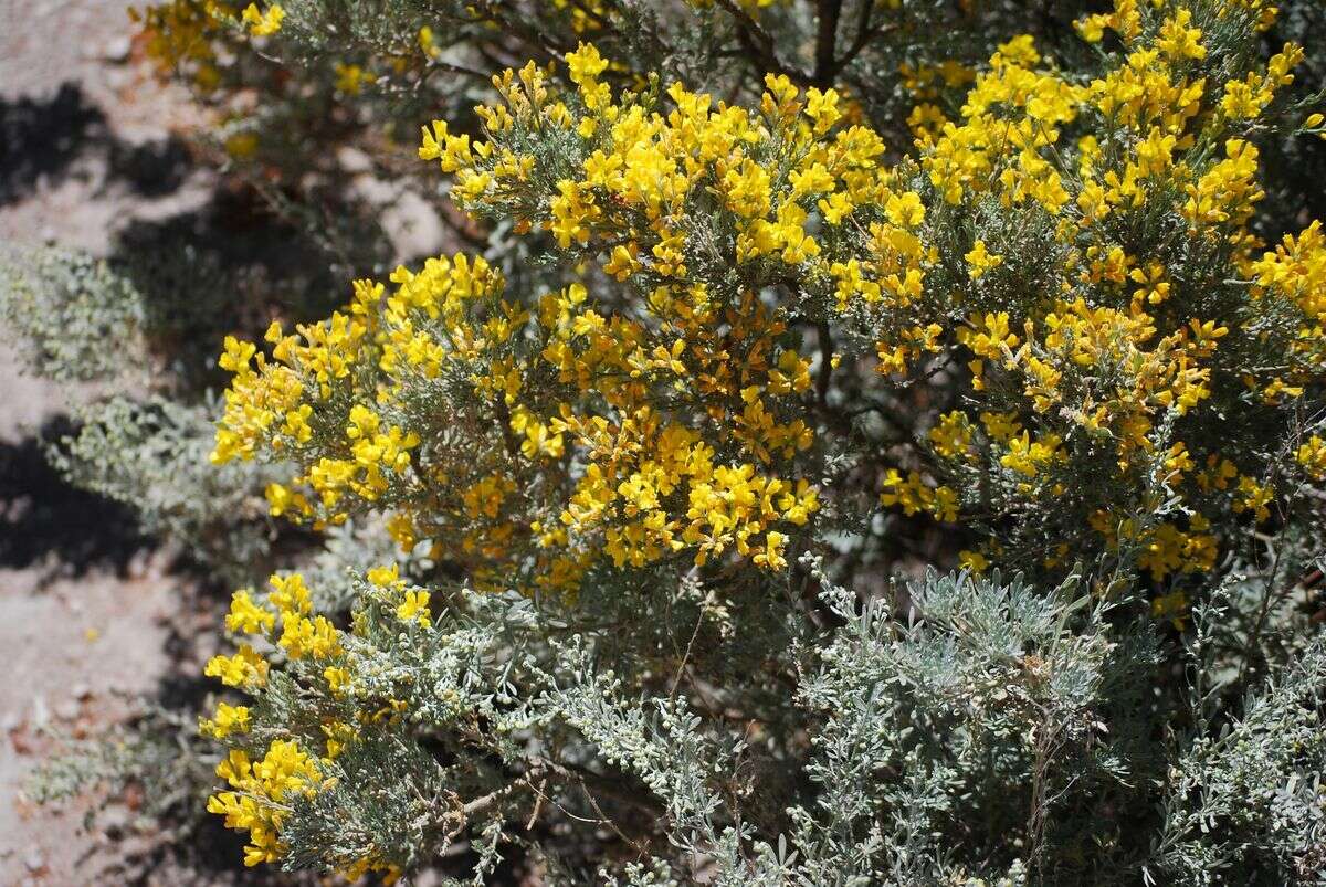 Image of Genista microphylla DC.