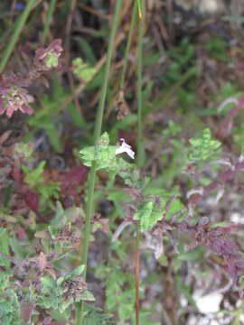 Imagem de Stemodia maritima L.