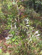 Image of Turkey Oak