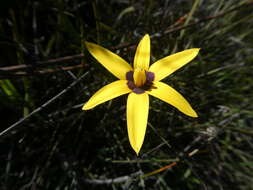 Image of Pauridia canaliculata (Garside) Snijman & Kocyan