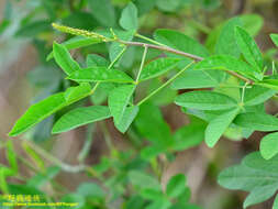 Image of West Indian rattlebox