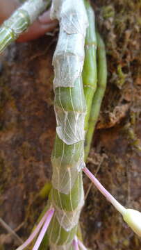 Image of Shoe-lipped Dendrobium