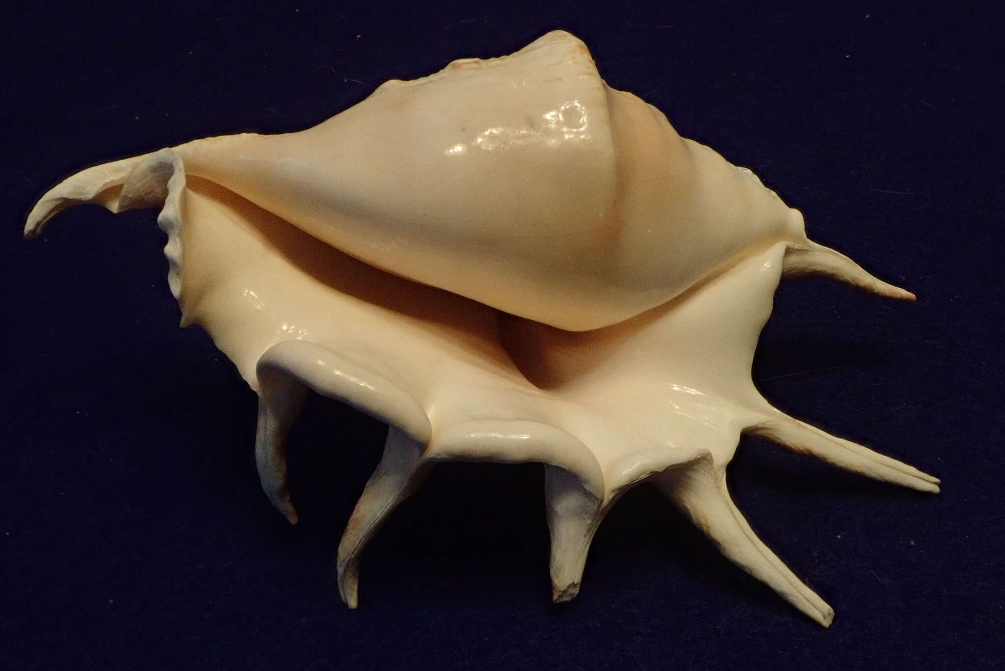 Image of spider conch