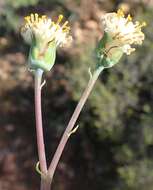 Image of Curio talinoides var. aizoides (DC.) P. V. Heath