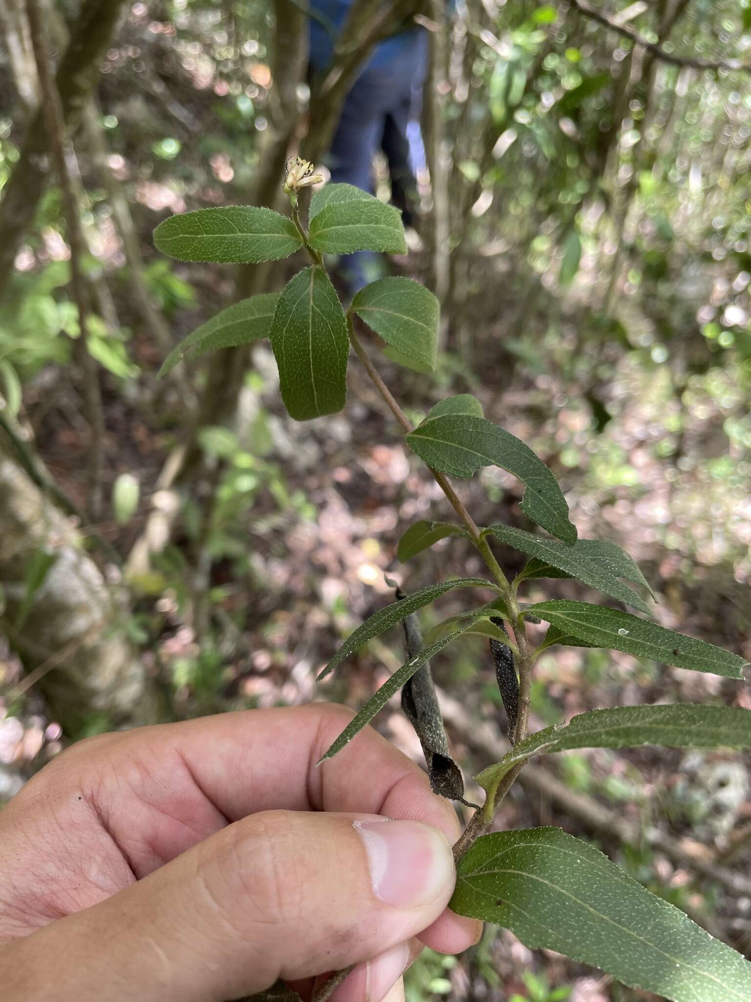 Image de Wedelia lanceolata DC.