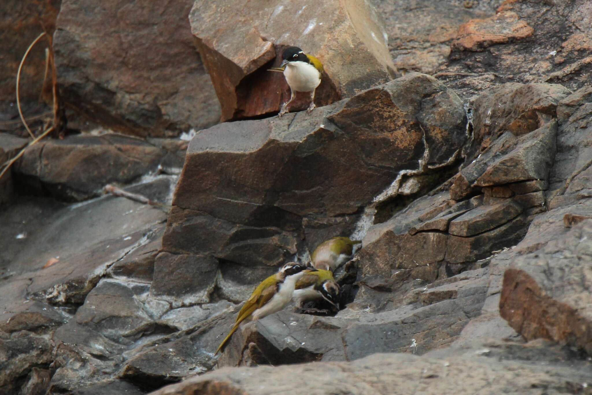 Image of White-throated Honeyeater