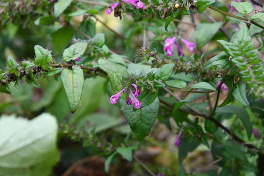 Image of Melampyrum roseum Maxim.