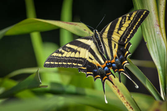 Sivun Papilio pilumnus Boisduval 1836 kuva