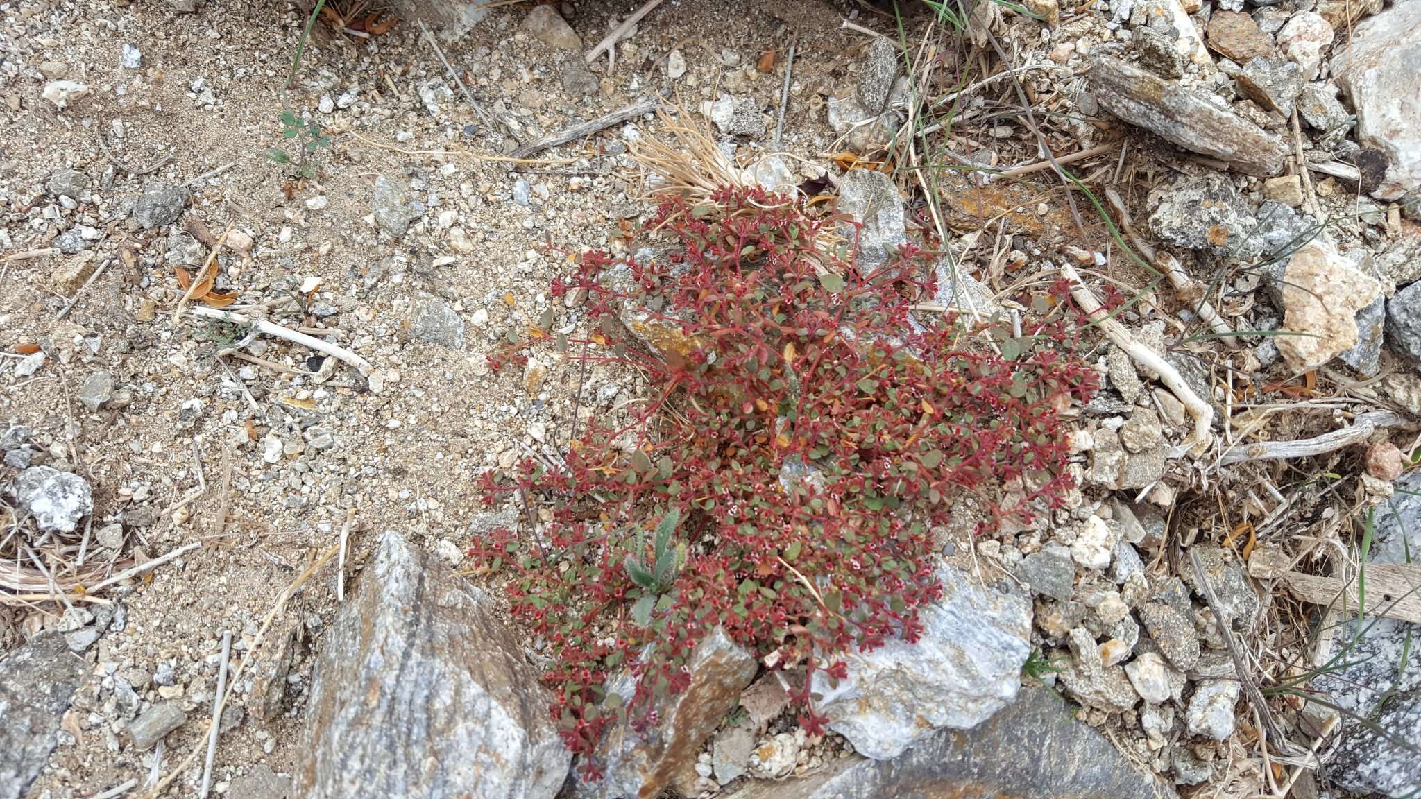 Слика од Euphorbia arizonica Engelm.