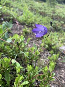 Imagem de Campanula alaskana (A. Gray) W. Wight ex J. P. Anderson