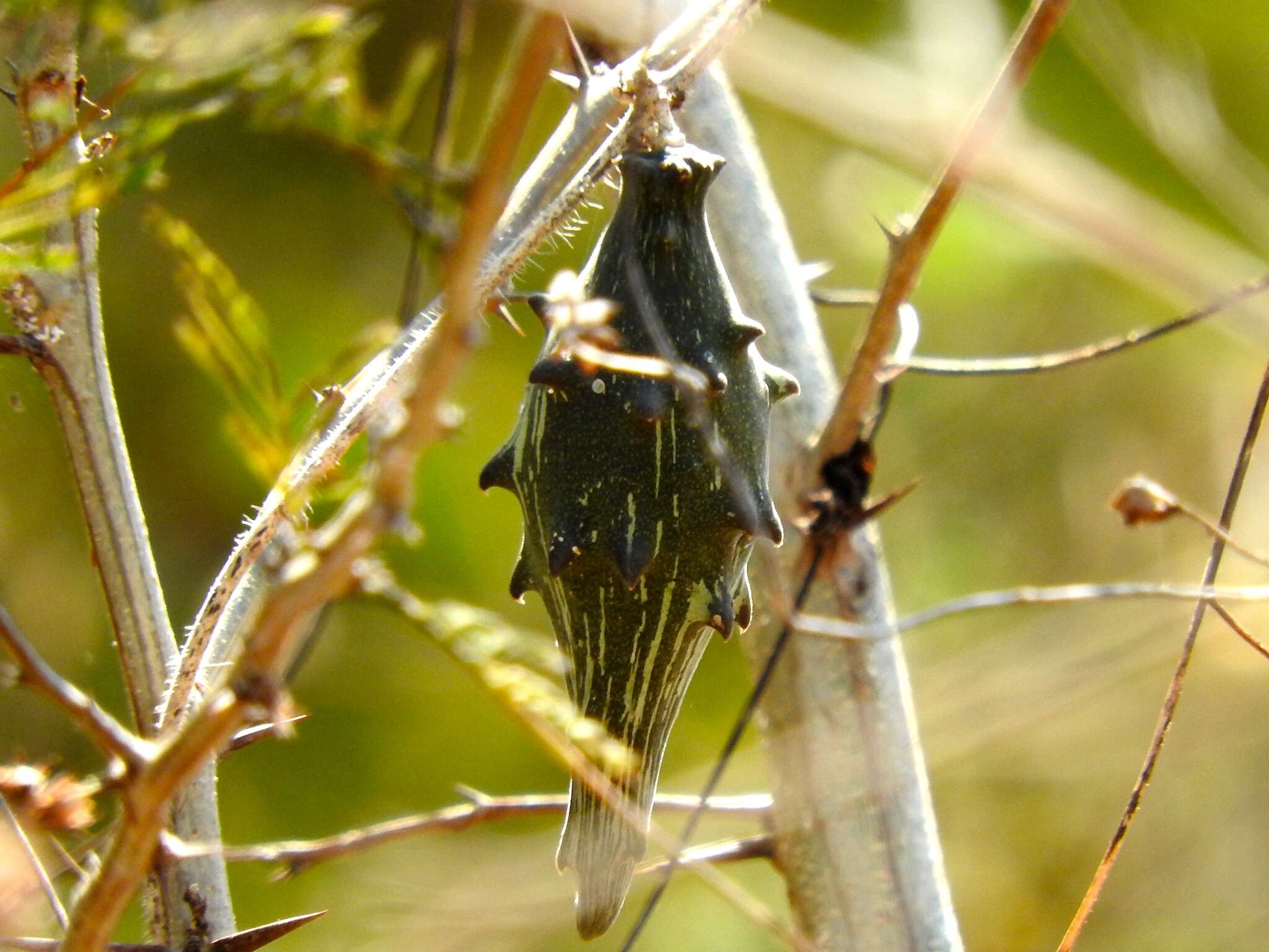 Sivun Dictyanthus Decne. kuva