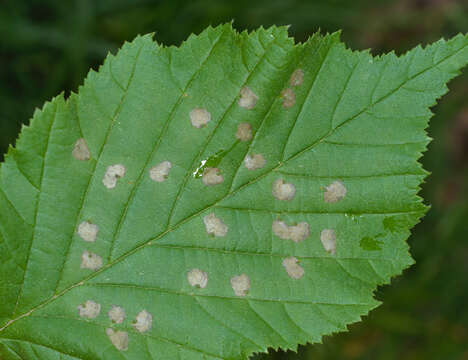 Image of Incurvaria pectinea Haworth 1828