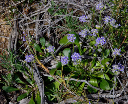 Image of Dampiera wellsiana F. Müll.