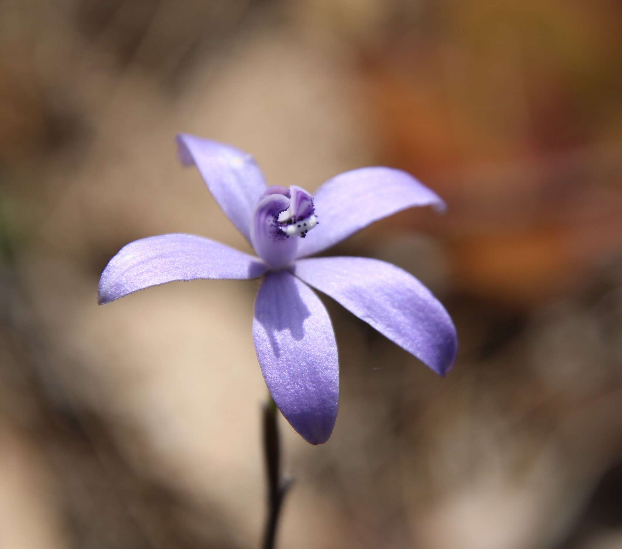 Image of Caladenia sericea Lindl.