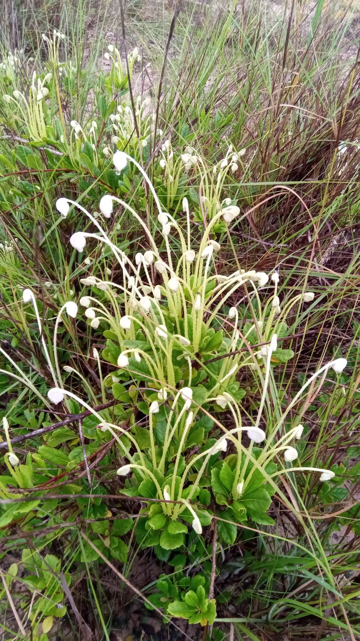 Слика од Rotheca microphylla (Blume) Callm. & Phillipson