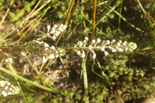 Image of Phylica axillaris var. axillaris