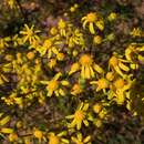 Image of Senecio cardaminifolius DC.