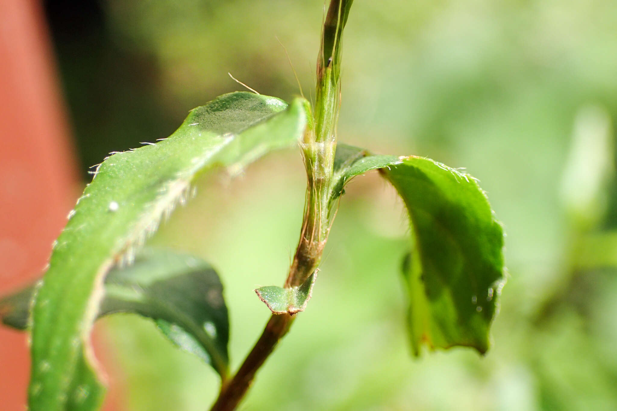 Image of Oriental Lady's-Thumb