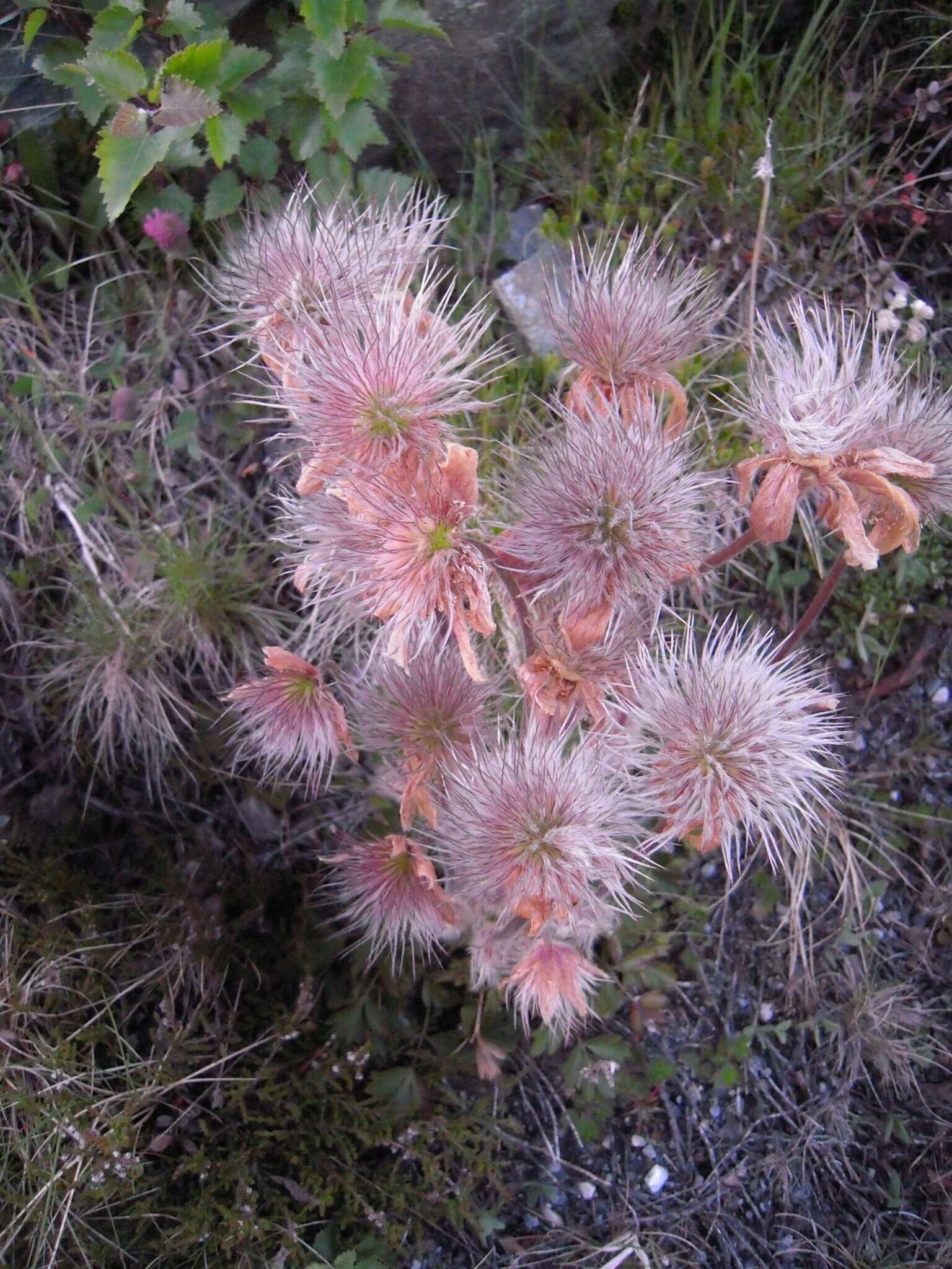 Image of Spring Pasque Flower