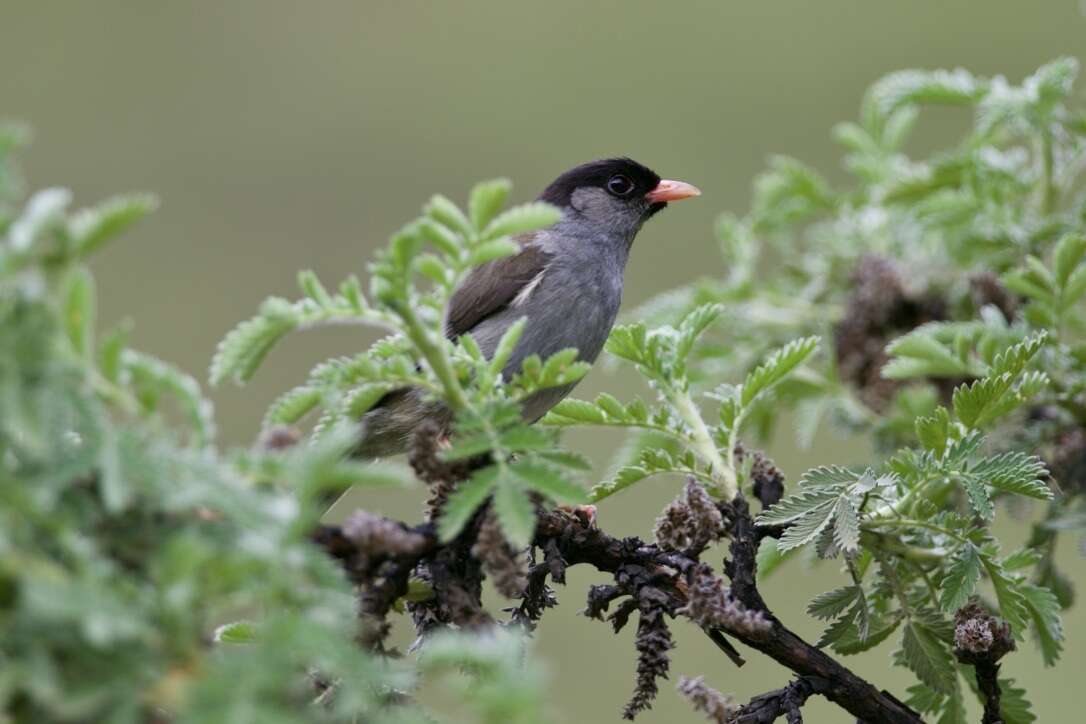 Image of Sylvia nigricapilla (Vieillot 1818)