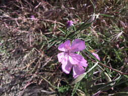 Image de Clarkia bottae (Spach) H. & M. Lewis