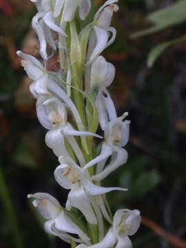 Image of Sierra bog orchid