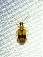 Lebia (Lebia) esurialis Casey 1920 resmi