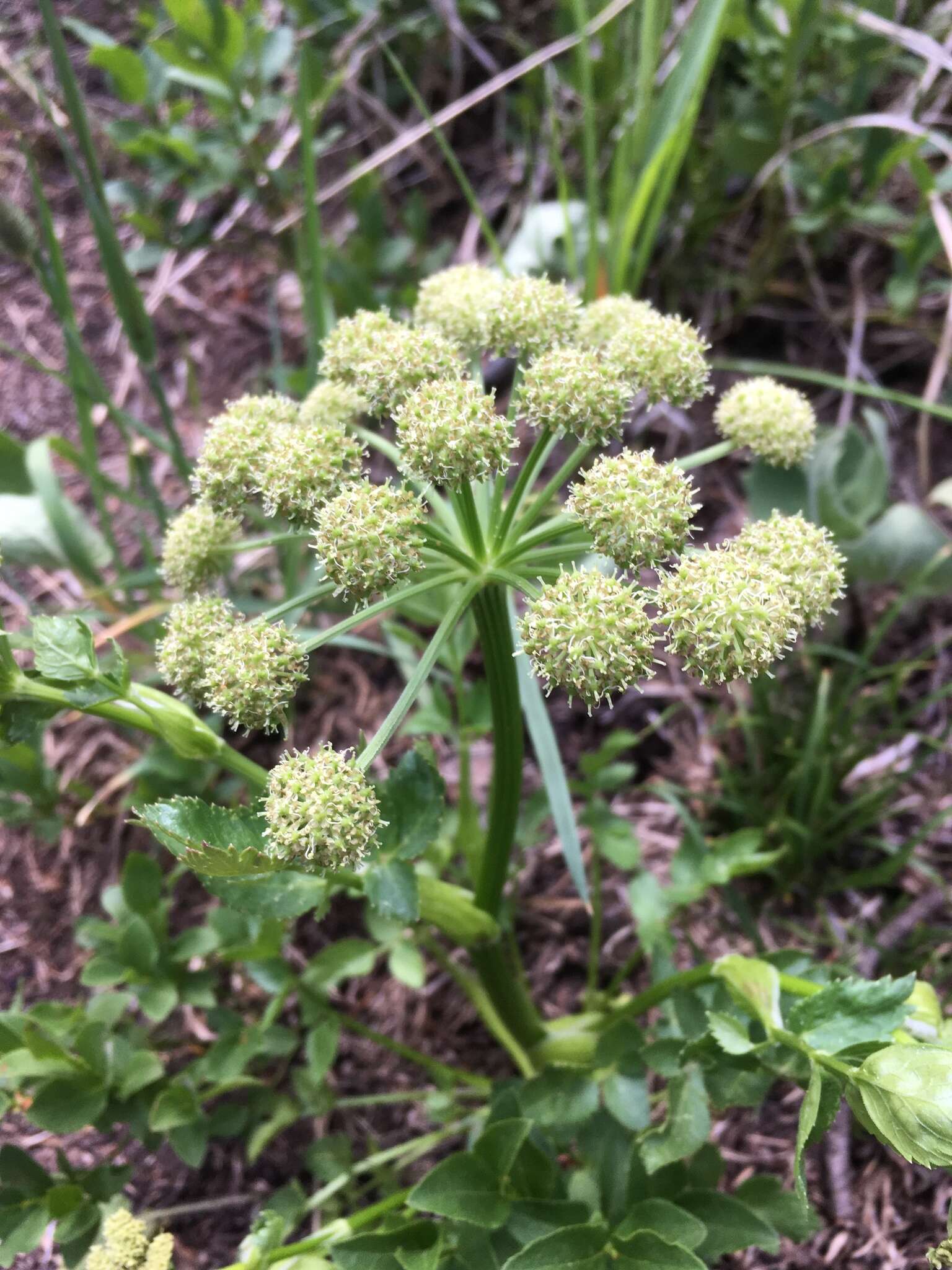 Image of Gray's angelica