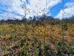 Image of Drosera gigantea Lindl.