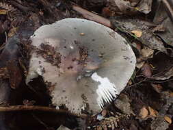 Image of Russula iterika Grgur. 1997