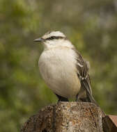 Image of Chalk-browed Mockingbird