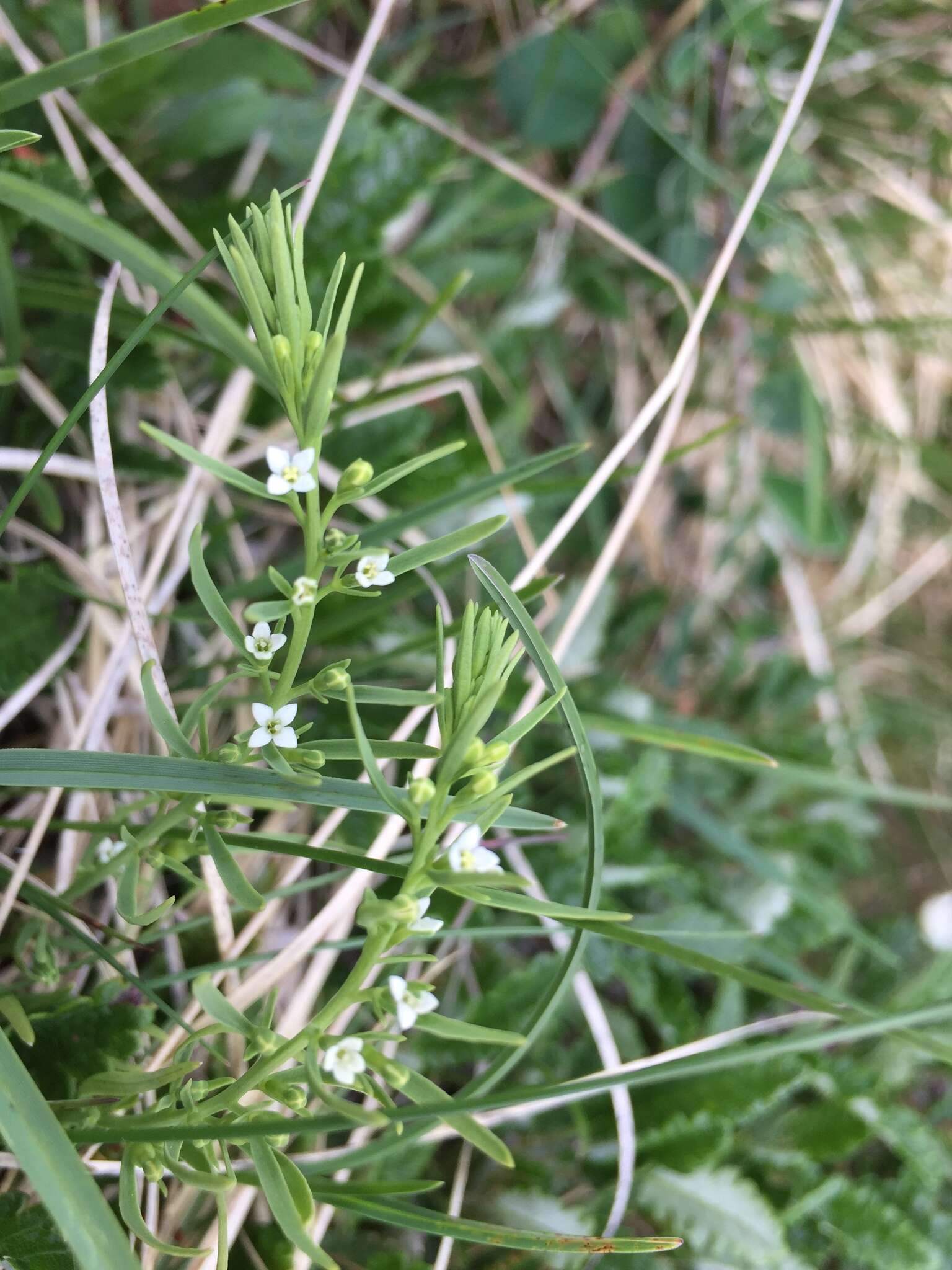 Image de Thesium alpinum L.