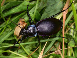 Image of Carabus (Megodontus) violaceus picenus A. & G. B. Villa 1838