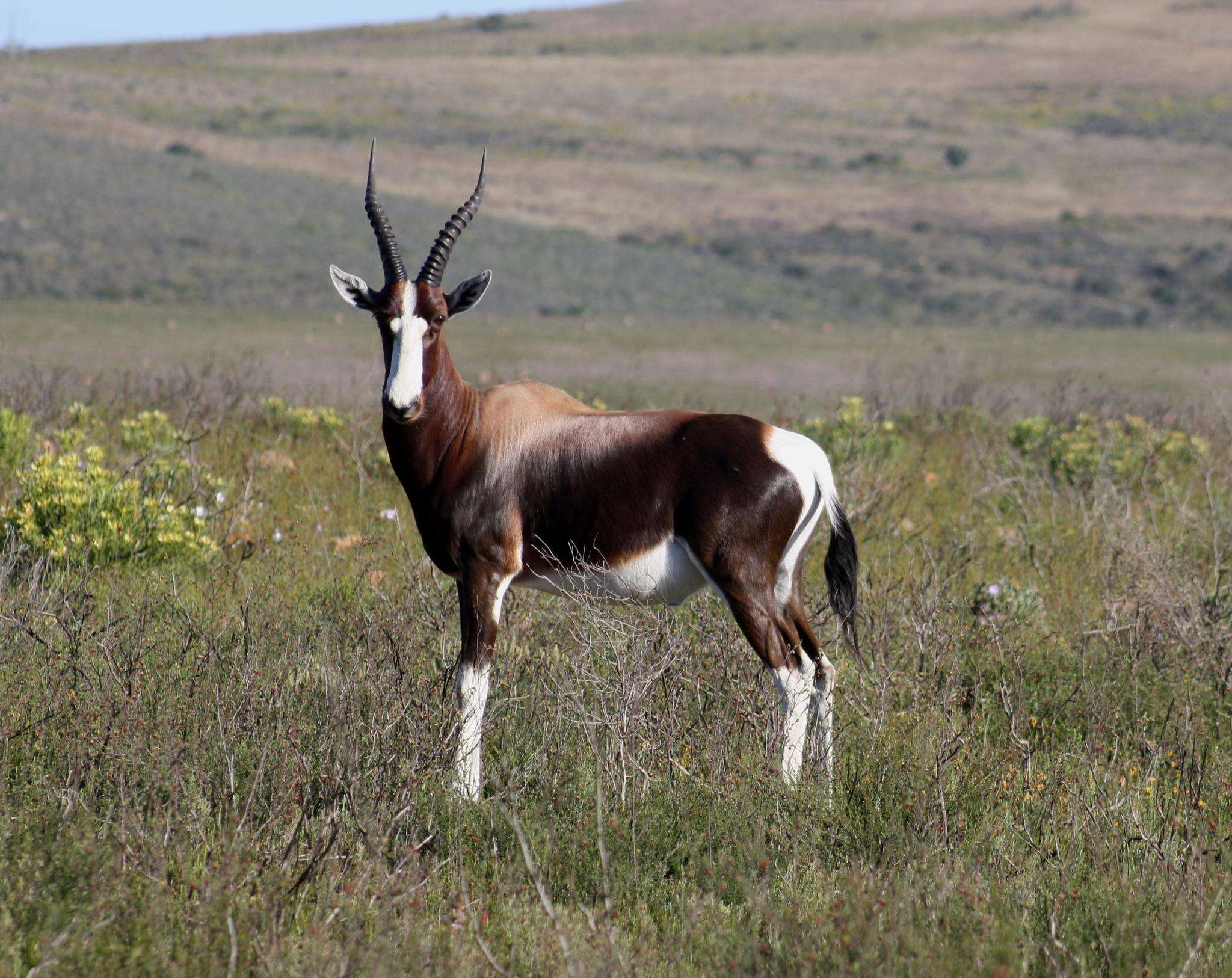 Image of Bontebok