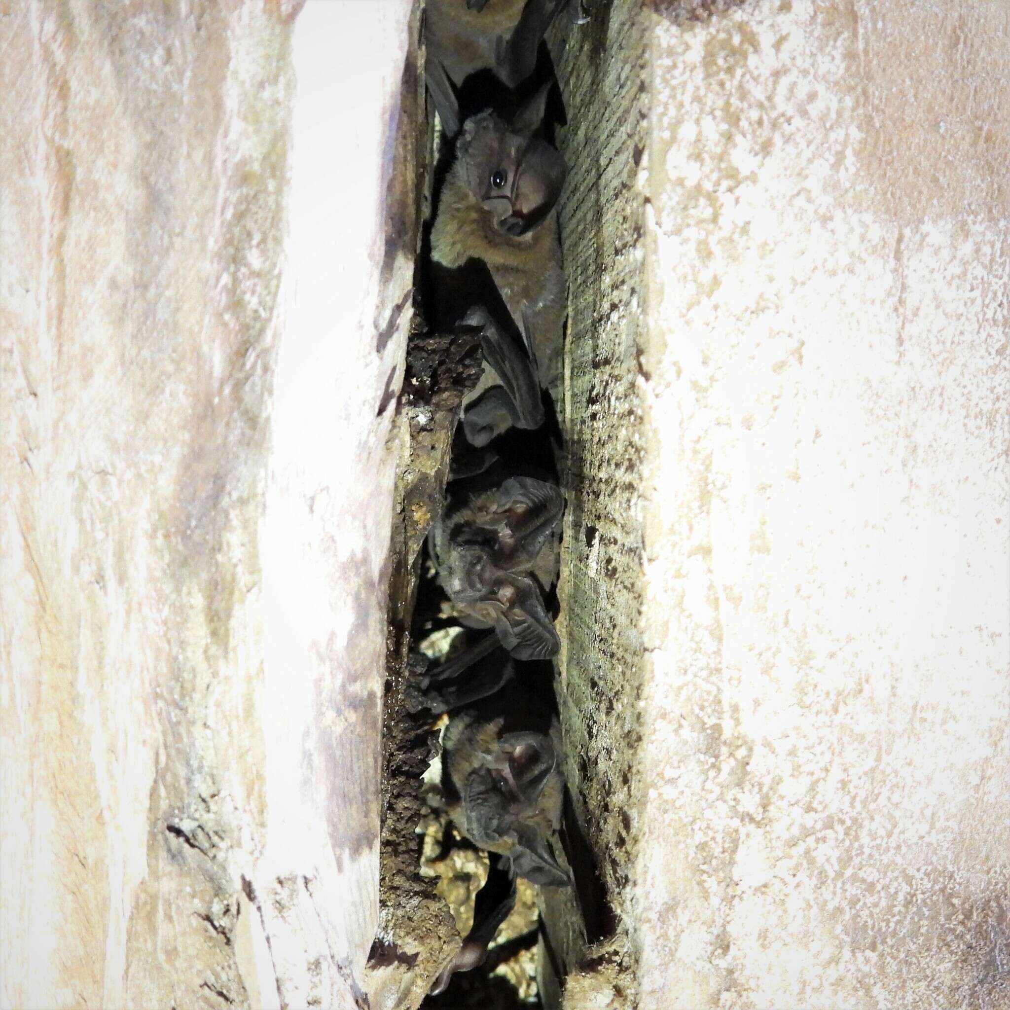 Image of broad-eared bat