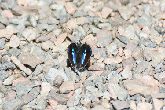 Image of Diaethria eluina Hewitson 1854