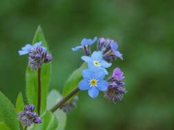 Image de Myosotis decumbens Host