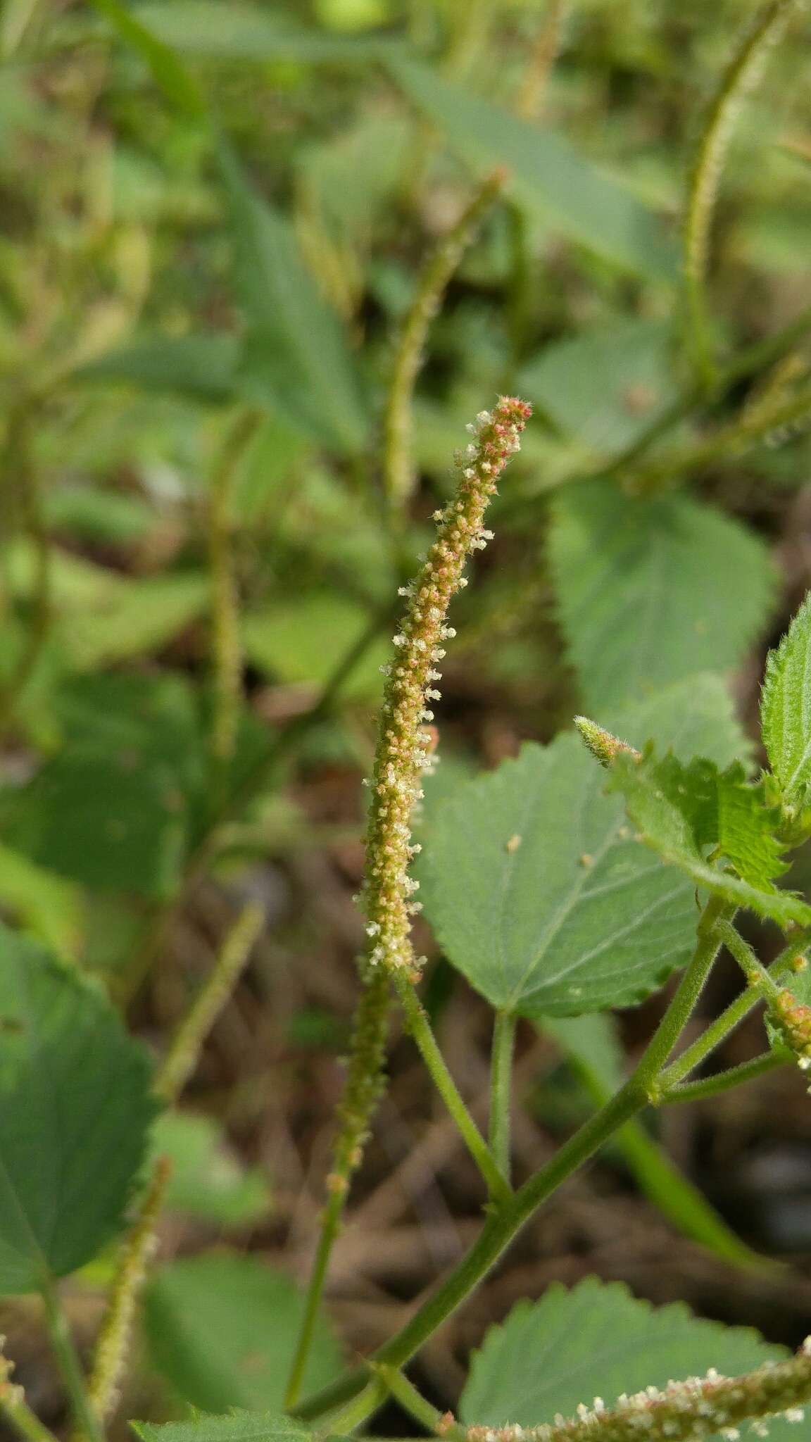 Image de Acalypha phleoides Cav.