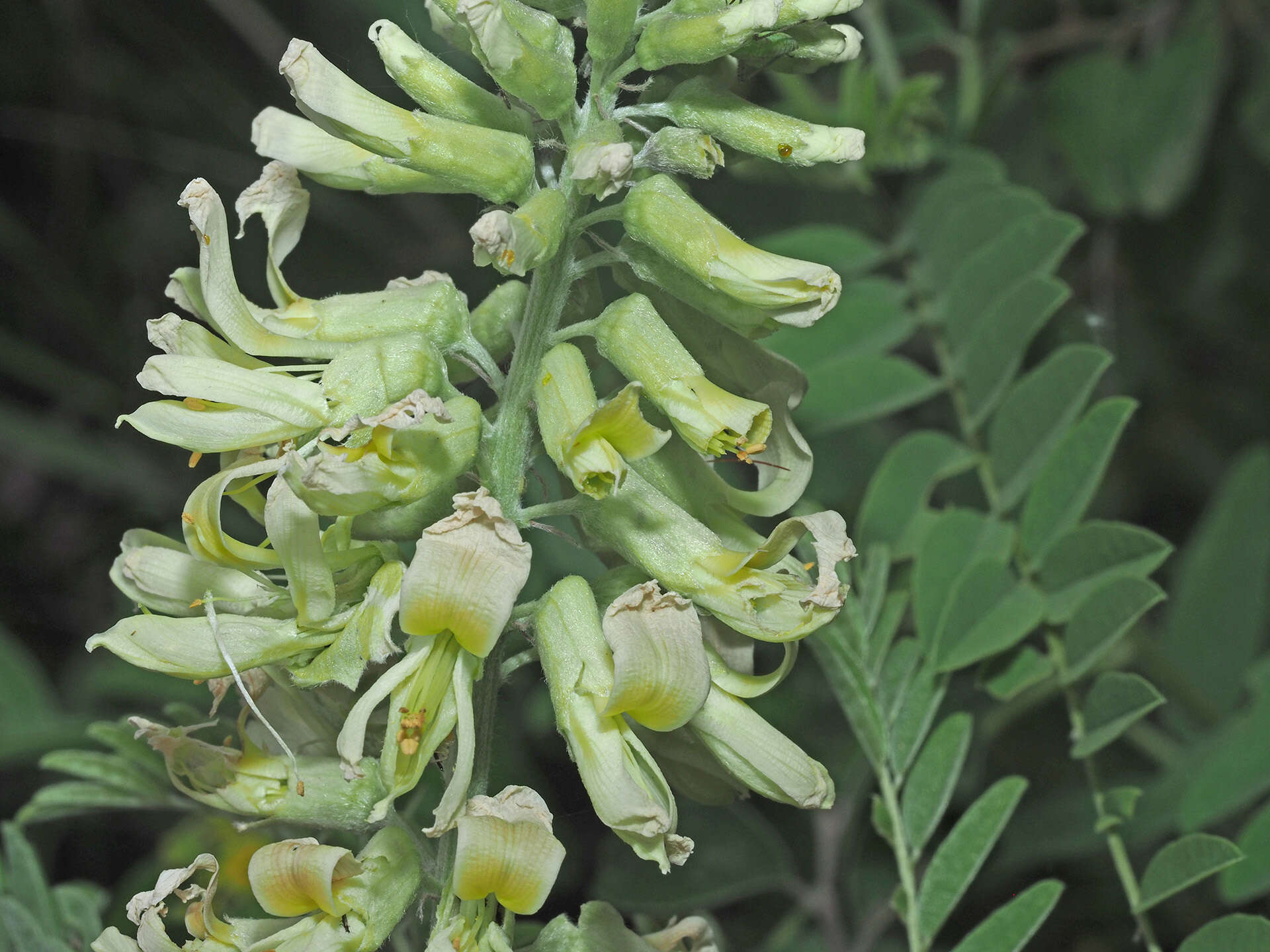 Слика од Sophora alopecuroides L.