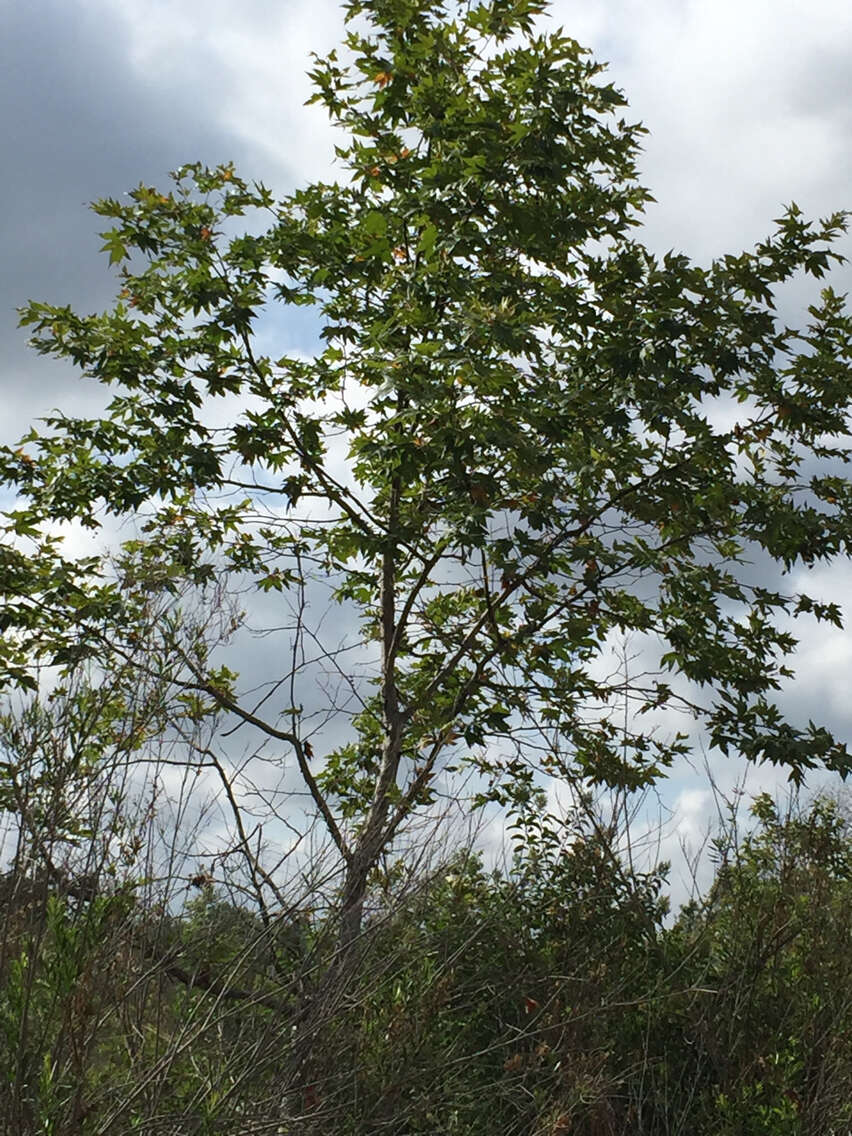 Platanus racemosa Nutt. ex Audubon的圖片